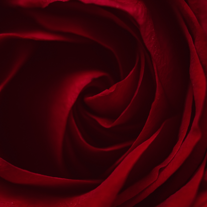 [PRÉCOMMANDE] L'Oracle "Les Secrets de la Rose"